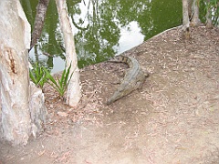 217 Hartley's Crocodile Farm